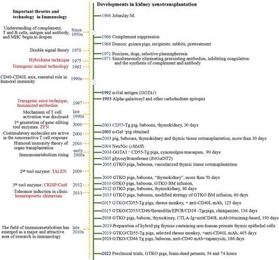 Developments in kidney xenotransplantation